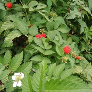 Terlaris Bibit Tanaman Raspberry - Pohon Buah Raspberry - Buah Arbei khagreen