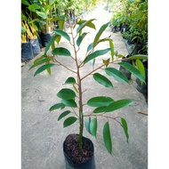 Pokok Durian D99 / Durian Kancing Baju Kahwin