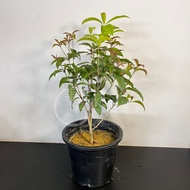 TKL - Outdoor Plant Osmanthus 四季桂花