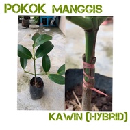 Anak pokok manggis ( KAHWIN ) Thai cepat berbuah