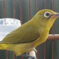 Burung Pleci Dakun Garut