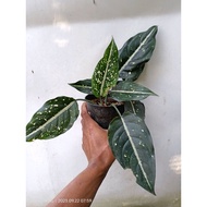 Sindo - Aglaonema Srikit Costatum By Uchuy Live Plant HRMTZW2DB6