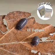 (Beginner Friendly, Fast Shipping) Armadillidium cf. Pallasi Isopod Terrarium