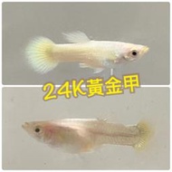 【嘉嘉寵物】 💯純係 🐟24K黃金甲 孔雀魚🐠🐡🐟 對魚 仔魚（ 觀賞魚（活餌）