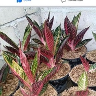 bibit aglaonema Red sumatra