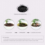 seed Green plants Artificial plant Home Decoration Tanaman pasu Asparagus, bunga dalaman, tanaman hi