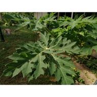 Organic Papaya Leaf (250GM)