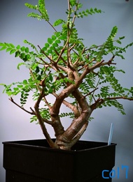 (006 / 017 / 145) 尼勒達乳香 / 尼哥乳香　Boswellia neglecta / 塊根植物 Caudex / 龜甲龍、索馬里葡萄甕、念珠橄欖都有賣