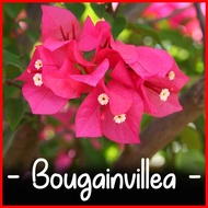 ⊕ ☇◑ 100pcs Mixed Dwarf Bougainvillea Seeds Bonsai Seeds Gardening Flower Live Plants Halaman for S