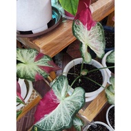 Malaysia Stock shycool caladium | keladi shycool Murah