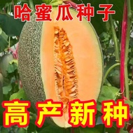Cantaloupe Seeds Cantaloupe Melon Seeds Frontier Melon Seeds Seasonal Seeds Four Seasons Thin Skin V