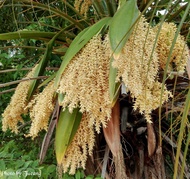 ต้นพันธุ์ ปาล์มสิบสองปันนา Pygmy date palm ไม้ประดับที่แผ่กิ่งก้านที่สวยงาม  ใบสวยงาม เลี้ยงในอาคารได้  199 บาท