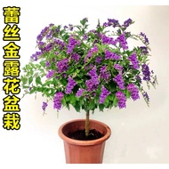 🌸蕾丝金露花🌸 Golden Dewdrop🌸 金露花🌸 Duranta erecta🌸 Pigeon Berry🌸 Outdoor plant 🌸indoor plant🌸Ready stock🚛🚛