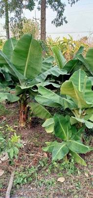 ต้นกล้วยหอมแคระ หน่อกล้วยหอมแคระ ต้นพันธุ์ หน่อขุด- ไม้มงคล ปลูกแต่งสวน สวยงาม ปลูกไม้ฟอกอากาศ ไม้มงคล ใบใหญ่หนาสีสวย