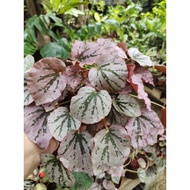 pelbagai Begonia plant begonia series