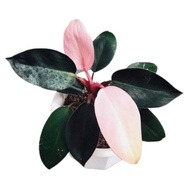 tanaman hias daun philodendron pink congo
