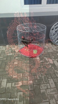 KANDANG AYAM BULAT DIAMETER 80 CM × T.75 CM GALVANIS