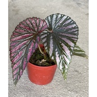 MC - Begonia Brevirimosa Rex 秋海棠 / Live Plant