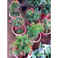 ( hàng siêu đẹp) Cây lựu đỏ lùn Ấn Độ