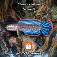 Patung Channa Limbata versi biasa / Patung penggoda channa