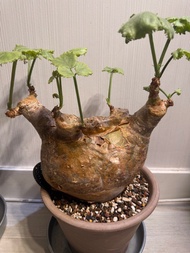 安哥拉葡萄甕，巨型