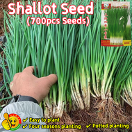 ปลูกง่าย ปลูกได้ทั่วไทย (700เมล็ด/ซอง) เมล็ดหอมแบ่ง Full Seasons Shallot Seeds Balcony Potted Shallo