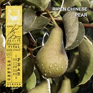 KARMAKAMET | Le Marche Aux Fruits Padang Bazaar Perfume Paper Bag Refill | คามาคาเมต ถุงหอม ปรับอากา