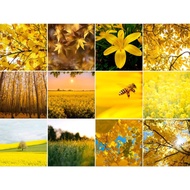 Yellow Nature Photo Album 4K Wallpaper 🖼️🟡(A4 Size)