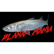 BLANAK MANIA HAT, FISHING HAT, FISHING HAT
