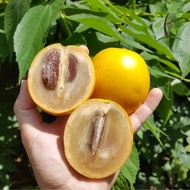 Berjaya Plant Nursery - Pokok Abiu/Pouteria Caimito(Pokok Buah Hidup/Benih Buah-buahan/Real Live Fru