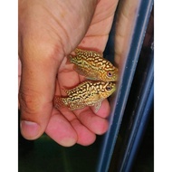 Original kamfa f2 line lohan Fry