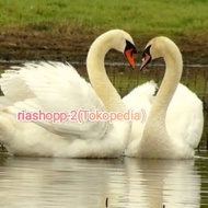 bebek angsa putih besar Sultan mute swan sepasang import mewah