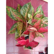 Tiara - Tanaman Hias Aglonema / Aglaonema