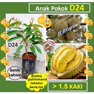 Anak Pokok Durian D24  D24榴莲树苗 Sapling Durian D24