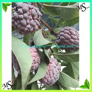 Red Sugar Apple Fruits Seeds / Biji Benih Buah Nona Merah (10pcs)