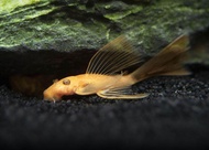 Albino Long Fin Pleco fish 2 piece
