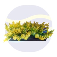 Smiling Fish Aquarium [Prospect Grass AP-202] Fake Aquatic Plants Artificial Landscaping Decoration 