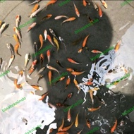 Bibit Ikan Koi Mix Import UK 3-6cm(Min 20 Ekor)/Bibit Koi/Ikan Koi