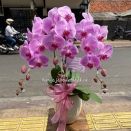 bunga anggrek hidup Jakarta