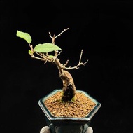 SG466-日本紅乙女富士櫻準開花株/稀有櫻花🔥精品植物小盆栽禮物🔥