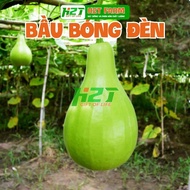 Bulb Gourd Seeds 2g - thegioihatgiong