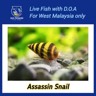 Assassin Snail (Snail Killer) for Freshwater Aquarium - J&S Live Snail with D.O.A.