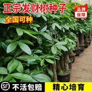 現貨  特價 小欣種業發財樹種子新采樹種孑金錢樹種籽四季易種活庭院陽臺盆栽花卉種籽