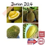 (GG real plant) anak Pokok D24  durian sultan cpt berbuah hybrid top quality Pokok durian sihat Kebu