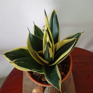 sansevieria lotus snake plant indoor plant real live plant