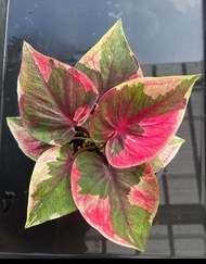 บอนสีดาราประกายแสง(ชิ้นผ่าหัว)