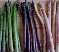 Purple asparagus seeds Asparagus seeds Asparagus seeds Vegetable seeds Wholesale vegetable seeds rapeseed seeds