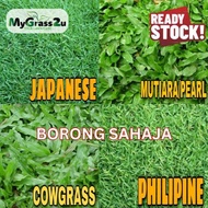 (BORONG SHJ)Pembekal Rumput Murah NO1 MALAYSIA Rumput Karpet Hidup/Rumput Hidup/Filipine/JapaneseGrass/CowGrass/Mutiara