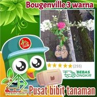 bibit tanaman bunga bougenville 3 warna BOUGENVILLE IMPORT