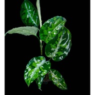 Sindo - Aglaonema Pictum Tricolor Live Plant OFJUWKFASV